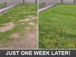 just one week later our Desoto TX Sprinkler Repair team takes your lawn from dead to amazing